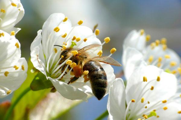 bee-pollinating