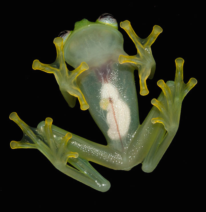 stire 23 apr kermit 3