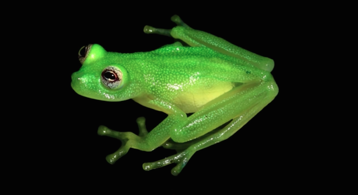 stire 23 apr kermit 5