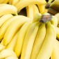 Studiu: Lumea ar putea rămâne fără banane din cauza unei ..