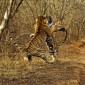 Populația de tigri din lume începe să crească pentru prima ..