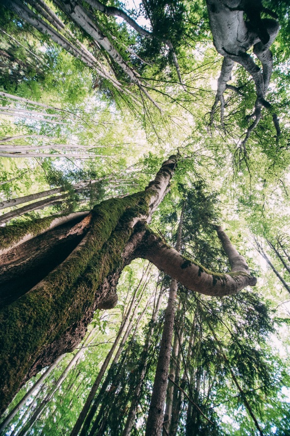 Arbore cu elemente speciale de biotop în pădurea cvasi-virgină Știubeaua în Munții Făgăraș  © Dan Câmpean/ Greenpeace