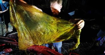 40 de kilograme de plastic, în stomacul unei balene